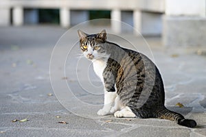 cat lying on the ground